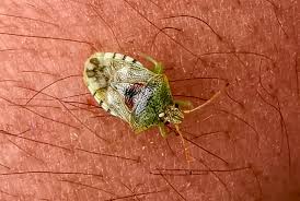 Attēlu rezultāti vaicājumam “Elasmucha grisea”