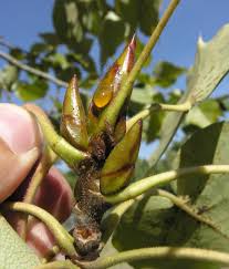 Attēlu rezultāti vaicājumam “Populus laurifolia”