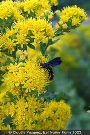 Attēlu rezultāti vaicājumam “Oligonema flavidum”