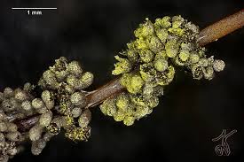 Attēlu rezultāti vaicājumam “Physarum virescens”