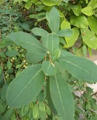 Attēlu rezultāti vaicājumam “Exochorda giraldii var. wilsonii”