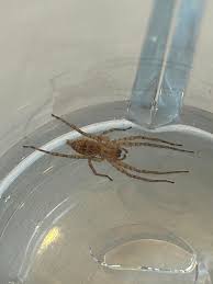 Attēlu rezultāti vaicājumam “Anyphaena accentuata male”