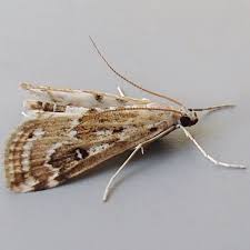 Attēlu rezultāti vaicājumam “Parapoynx stratiotata male”