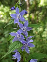 Image result for Campanula americana