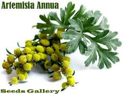 Image result for Artemisia annua