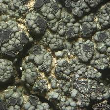 Attēlu rezultāti vaicājumam “Trapeliopsis flexuosa”