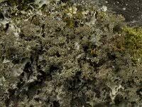 Attēlu rezultāti vaicājumam “Leptogium lichenoides”