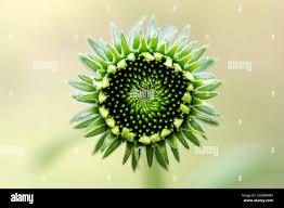 Attēlu rezultāti vaicājumam “Echinacea purpurea bud”