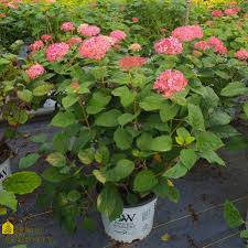 Attēlu rezultāti vaicājumam “Hydrangea arborescens”