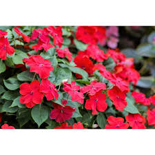 Image result for Impatiens walleriana