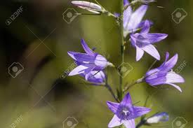 Image result for Campanula rapunculus