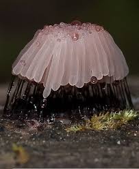 Attēlu rezultāti vaicājumam “Stemonitis axifera”