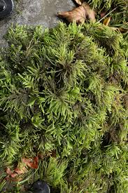 Attēlu rezultāti vaicājumam “Thamnobryum subserratum sporophyte”