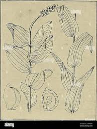 Attēlu rezultāti vaicājumam “Potamogeton perfoliatus fruit”