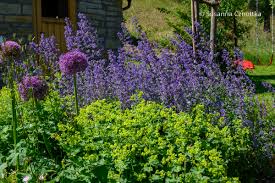 Image result for Frauenmantel