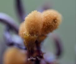 Attēlu rezultāti vaicājumam “Stemonitopsis typhina var. similis”