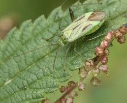 Attēlu rezultāti vaicājumam “Adelphocoris quadripunctatus imago”