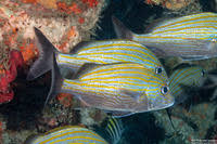 Image result for Haemulon carbonarium