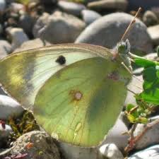 Attēlu rezultāti vaicājumam “Colias palaeno upperside”