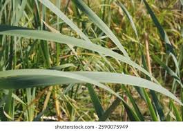 Attēlu rezultāti vaicājumam “Phragmites communis fruit”