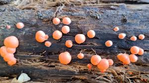 Attēlu rezultāti vaicājumam “Lycogala exiguum aggr. young”