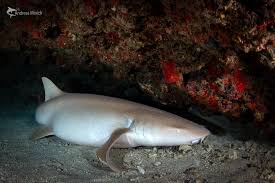 Image result for Nebrius ferrugineus