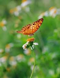 Attēlu rezultāti vaicājumam “Euphydrias aurinia upperside”