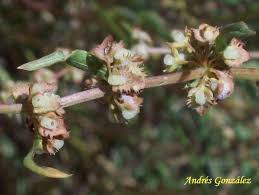 Attēlu rezultāti vaicājumam “Rumex obtusifolius flower”