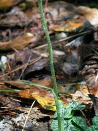 Attēlu rezultāti vaicājumam “Goodyera repens bud”