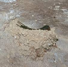 Attēlu rezultāti vaicājumam “Hirundo rustica nest”