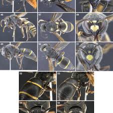 Attēlu rezultāti vaicājumam “Gasteruption jaculator imago”