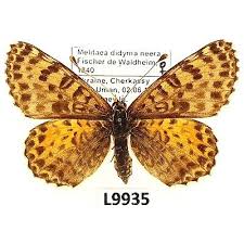 Attēlu rezultāti vaicājumam “Melitaea didyma”