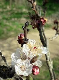 Attēlu rezultāti vaicājumam “Prunus armeniaca”