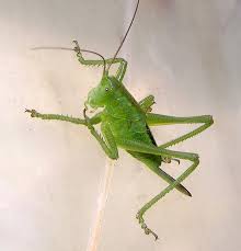 Attēlu rezultāti vaicājumam “Tettigonia cantans”