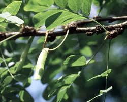 Attēlu rezultāti vaicājumam “Caragana arborescens fruit”