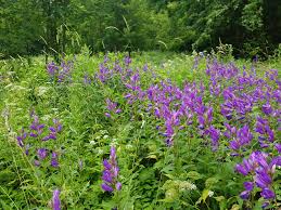 Attēlu rezultāti vaicājumam “Campanula latifolia”