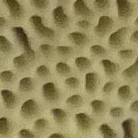 Attēlu rezultāti vaicājumam “Trametes suaveolens”