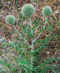 Image result for Echinops spaerocephalus