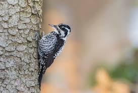 Attēlu rezultāti vaicājumam “Picoides tridactylus”