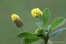 Attēlu rezultāti vaicājumam “Medicago lupulina bud”