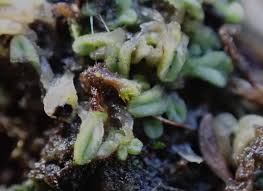 Attēlu rezultāti vaicājumam “Riccia sorocarpa macro”