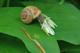 Attēlu rezultāti vaicājumam “Cepaea hortensis”