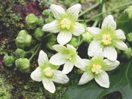 Attēlu rezultāti vaicājumam “Bryonia alba bud”