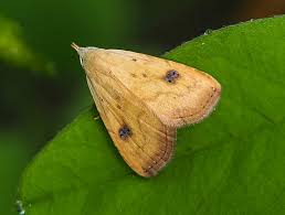 Attēlu rezultāti vaicājumam “Rivula sericealis”