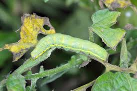 Attēlu rezultāti vaicājumam “Lacanobia oleracea”