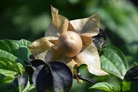 Attēlu rezultāti vaicājumam “Nicandra physalodes”