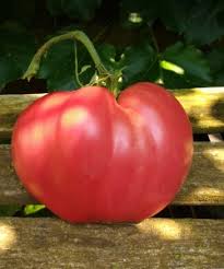 Afbeeldingsresultaat voor butter and bull heart tomato