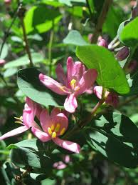 Attēlu rezultāti vaicājumam “Lonicera tatarica flower”