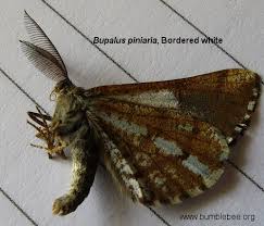 Attēlu rezultāti vaicājumam “Bupalus piniaria male”