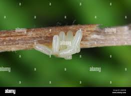 Attēlu rezultāti vaicājumam “Hylecoetus dermestoides male”